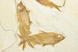 Plate of Four Fossil Fish (Knightia) - Wyoming #292418-3